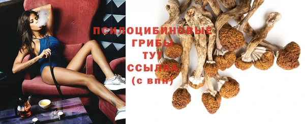 прущие грибы Лабытнанги